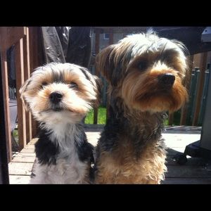 Meet your Posher, Tamara